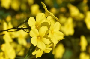 fyonli a cute , small 5 petals yellow flower. mostly seen at spring season.