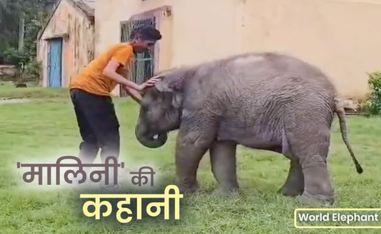 मौत को हरा जिंदगी की जंग जीती ‘मालिनी’, अब करती है अठखेलियां, जानिए इस हथिनी की कहानी