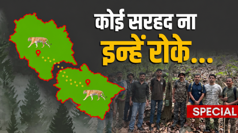 राजाजी की टेरिटरी क्यों छोड़ रहे वन्यजीव? उत्तराखंड से हिमाचल पहुंचा टाइगर, लगाए गए ट्रैप कैमरे