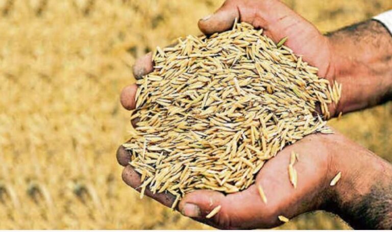 धान और मंडुवे की खरीद प्रक्रिया प्रदेश के 625 केंद्रों पर आज से शुरू”