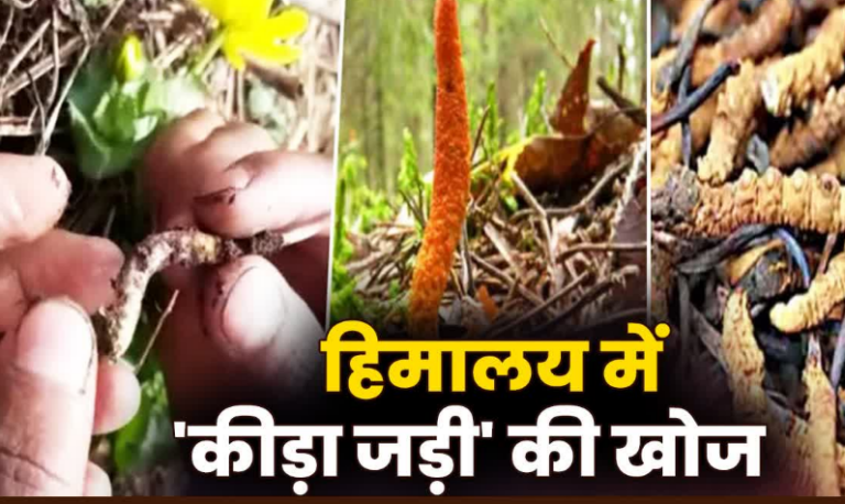 उत्तराखंड में चमत्कारी जड़ी की खोज में निकले हजारों लोग, ₹20 लाख प्रति किलो बिकती है ‘हिमालयन वियाग्रा’