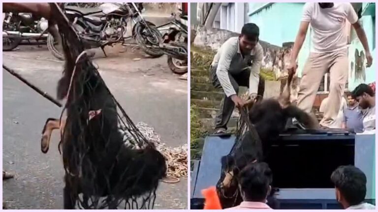 रुद्रप्रयाग-अगस्त्यमुनि में स्ट्रीट डॉग का आतंक, 24 लोगों को काटा, क्षेत्र में दहशत का माहौल
