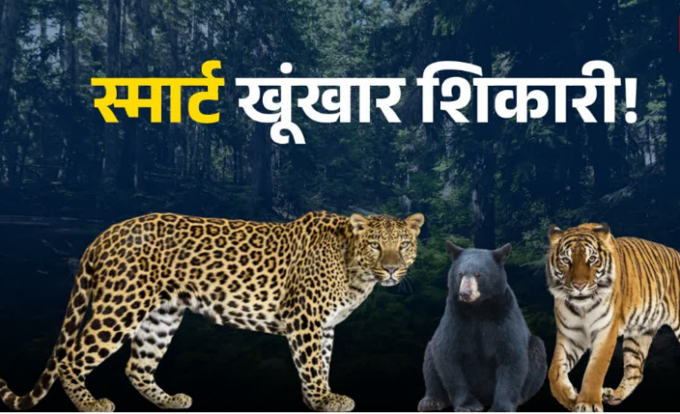 आदमखोरों ने वन विभाग के ‘चक्रव्यूह’ का निकाला तोड़, पिंजरे और बंदूकें दोनों फेल, कैट फैमिली हुई ‘चालाक’